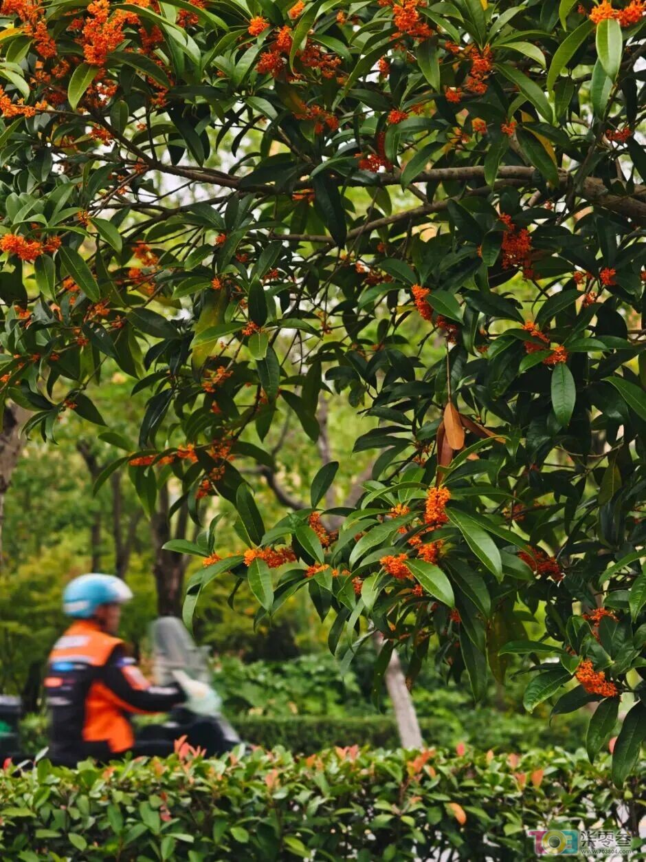 w100.jpg